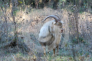 Domestic male white goat with big horns grazing in pasture. photo