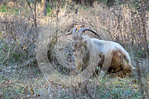 Domestic male white goat with big horns grazing in pasture. photo