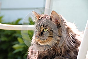 Domestic Medium Hair Cat with Mane in Summer Sun photo
