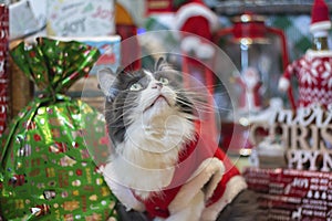 Domestic medium hair cat in Reindeer Christmas Costume Outfit.