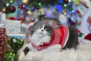 Domestic medium hair cat in Reindeer Christmas Costume Outfit lying and relaxing on Fur Wool Carpet.