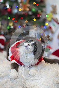 Domestic medium hair cat in Reindeer Christmas Costume Outfit lying and relaxing on Fur Wool Carpet.