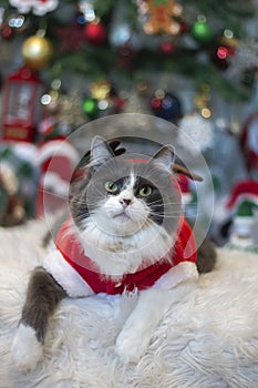 Domestic medium hair cat in Reindeer Christmas Costume Outfit lying and relaxing on Fur Wool Carpet.