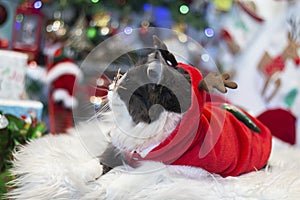 Domestic medium hair cat in Reindeer Christmas Costume Outfit lying and relaxing on Fur Wool Carpet.