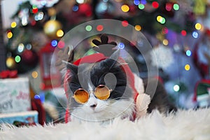 Domestic medium hair cat in Reindeer Christmas Costume Outfit wearing sunglasses  lying and relaxing on Fur Wool Carpet.