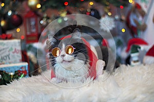 Domestic medium hair cat in Reindeer Christmas Costume Outfit wearing sunglasses  lying and relaxing on Fur Wool Carpet.