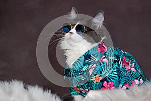 Domestic medium hair cat in Summer Tropical Flowers shirt wearing sunglasses lying and relaxing on Fur Wool Carpet.