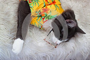 Domestic medium hair cat in yellow summer shirt wearing sunglasses lying and relaxing on Fur Wool Carpet.