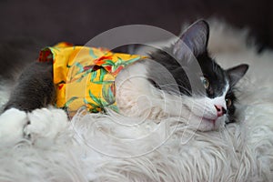 Domestic medium hair cat in yellow summer shirt wearing sunglasses lying and relaxing on Fur Wool Carpet.