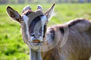 Domestic milk goat with long beard and horns grazing on green farm pasture on summer day. Feeding of cattle on farmland