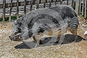 Domestic minipig near the fence 2