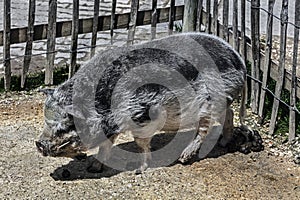 Domestic minipig near the fence 5