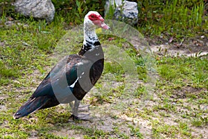 Domestic Muscovy Duck