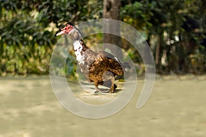 Domestic muscovy duck black, red and white color found in Asia