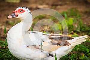 A domestic Muscovy duck in the open farming. The Muscovy Duck (Cairina moschata) is a large duck native to Mexico, Central, and S