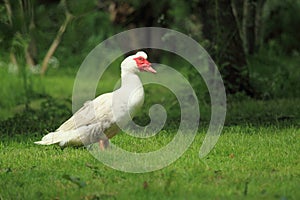 Domestic muscovy duck