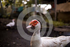 Domestic Muscovy Duck is a type for domestic purpose in producing meat and egg.