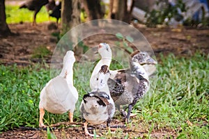 Domestic Muscovy ducks in the open farming. The Muscovy Duck (Cairina moschata) is a large duck native to Mexico, Central, and So