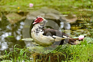 Domestic Muscovy feathered duck photo