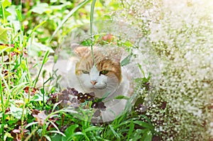 Domestic old cat sitting outdoors in the grass. Selective focus