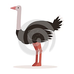 Domestic ostrich, poultry breeding vector Illustration