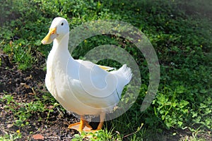 Domestic Pekin Duck