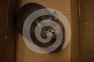 Domestic pet British cat looking at camera from box frame with his yellow eyes rustic home indoor environment animal shelter