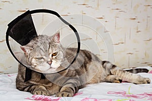 Domestic pet disease. Sickly gray shorthair scottish cat laying in cone collar