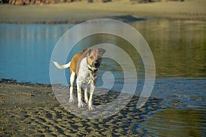 Domestic pet dog at the seaside on the tropical sandy Huay Yong beach, Thailand