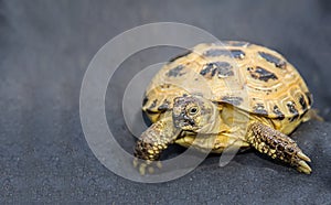 Domestic pet tortoise on dark blue textile background close-up view carefully intrigued