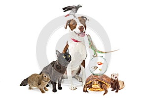 Domestic Pets Group Together With Copy Space