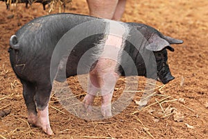 Domestic pig