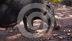 A domestic pig eats garbage on a street in India. A pig on the farm