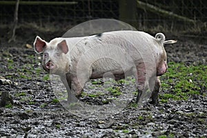 domestic pig on the farm