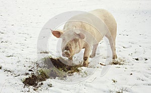 Domestic pig, farm animal eating grass