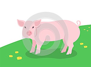 Domestic pig farm grazing in a green meadow Flat cartoon illustration