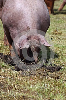 Domestic pig in hard work on the meadow