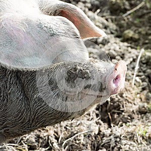 Domestic pig, hog, squealer, snout and ears from freerange pig in species-appropriate husbandry