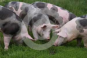 Domestic pig household on rural animal farm photo