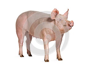 Domestic pig, isolated on white