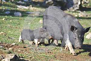 Pig with its piglets