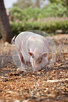 Domestic pig mammal outdoor in summer