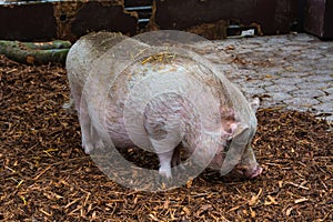 Domestic pig, pig or boar on a farm