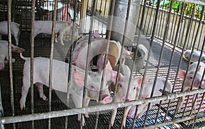 Domestic pig in the pig farm.