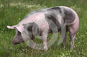 Domestic pig posing for camera on summer pasture