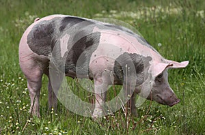 Domestic pig posing for camera on summer pasture photo