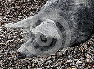 Domestic pig`s head 1