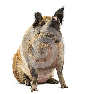 Domestic Pig sitting and looking up, isolated