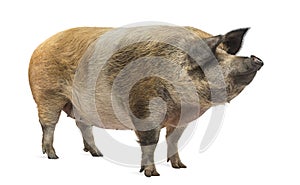 Domestic pig standing and looking away, isolated