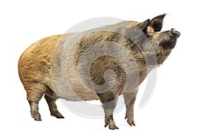 Domestic pig standing and looking up, isolated